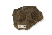 F 00158 01
<br/>
<br/>
<em></em>